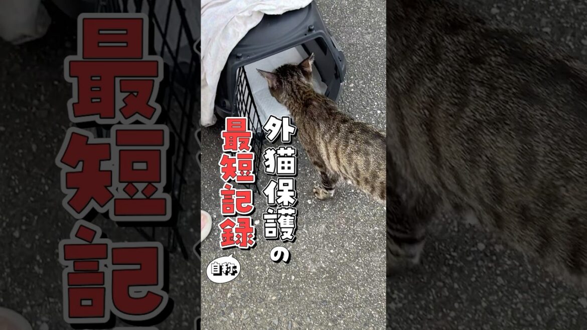 【捕獲まで3秒】速すぎる外猫保護の最短記録!? #ねこ #保護猫 #保護猫活動 【捕獲まで3秒】速すぎる外猫保護の最短記録!? #ねこ #保護猫 #保護猫活動