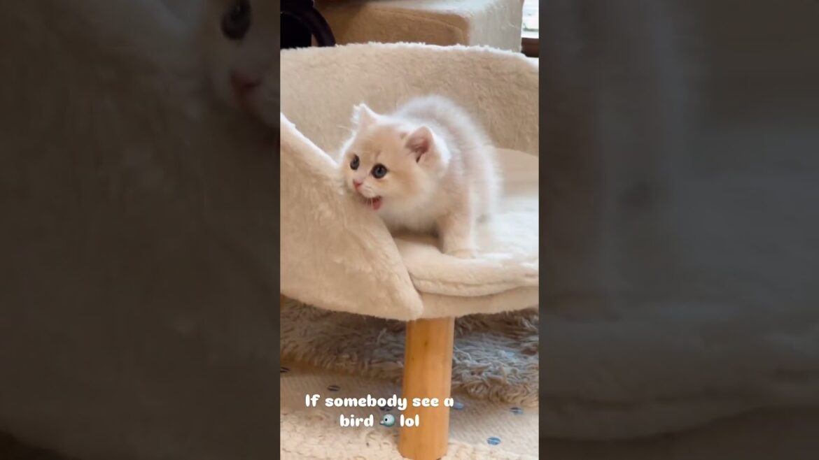 cutie
