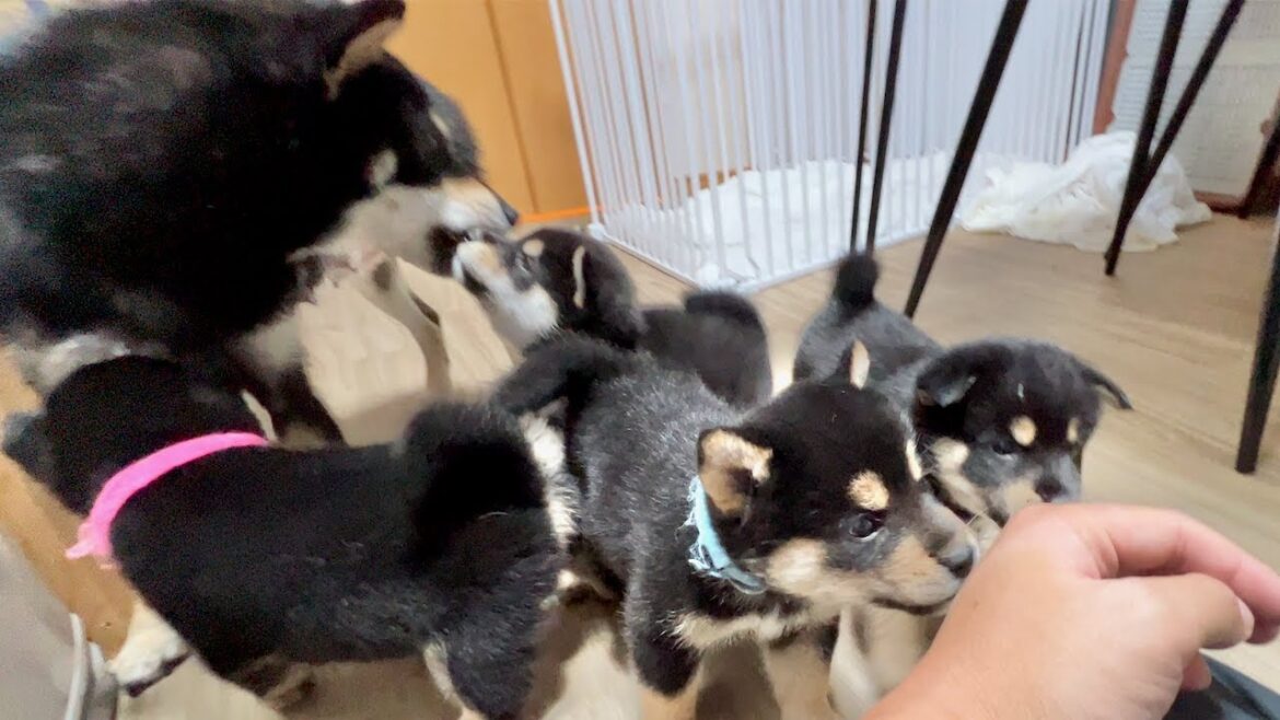 【柴犬 子犬】ヤンチャ度が増してきた生後35日目の子犬たち