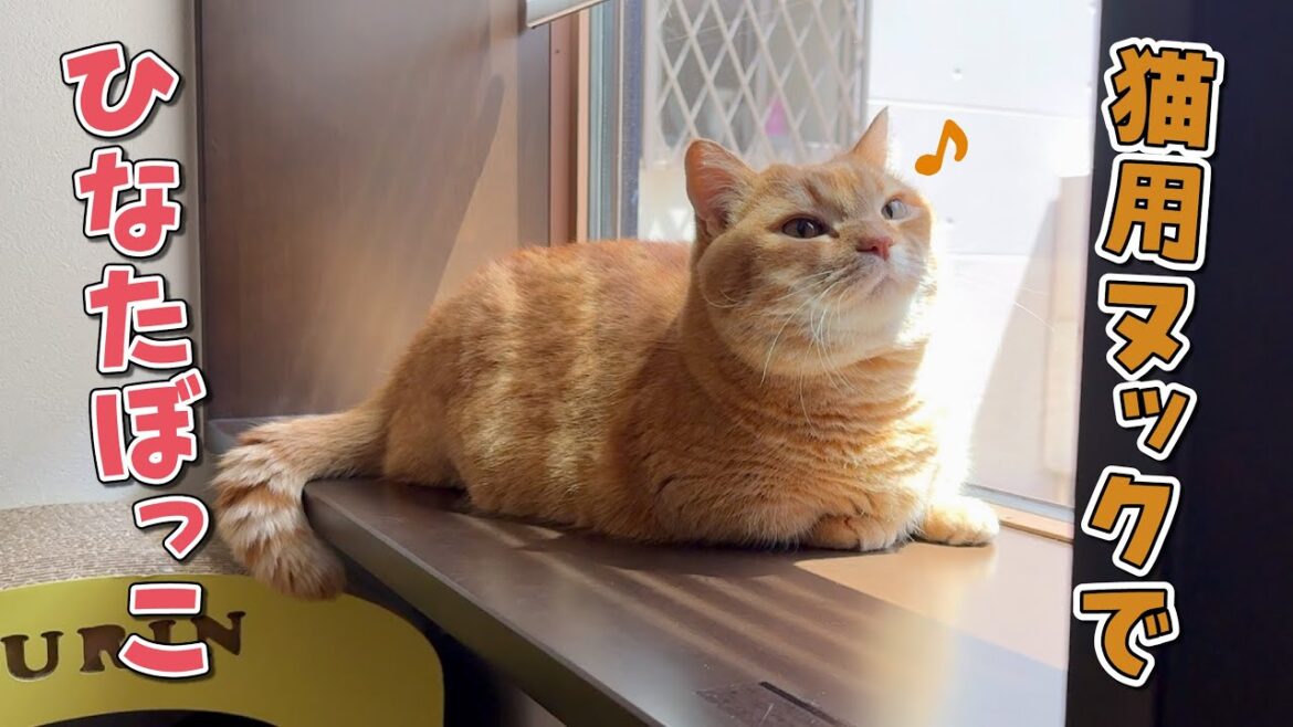 愛猫のためだけに作った窓が大正解でした! 愛猫のためだけに作った窓が大正解でした!