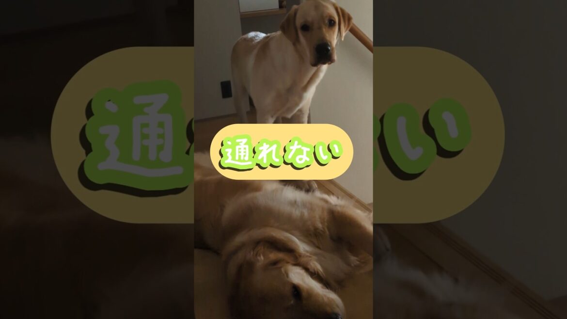 困り顔がチャームポイント #ゴールデンレトリバー #大型犬のいる生活 #goldenretreiver #ラブラドールレトリバー