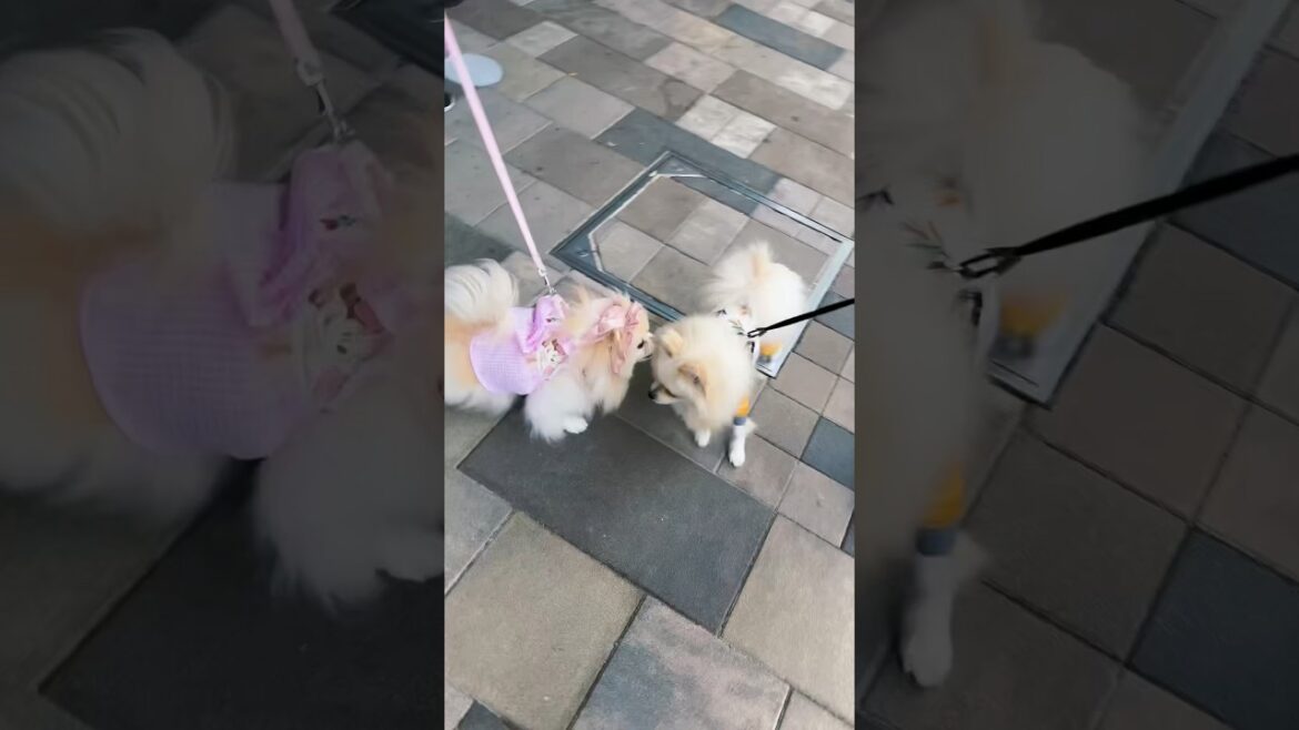 レディとの挨拶は優しくなんだ！#ポメラニアン し #ポメラニアンのグランツくん #クリームポメラニアン #ジアウトレット湘南平塚