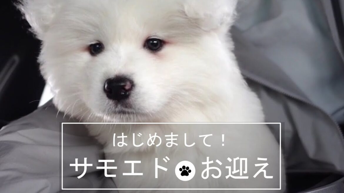 サモエドぼたんがやってきた