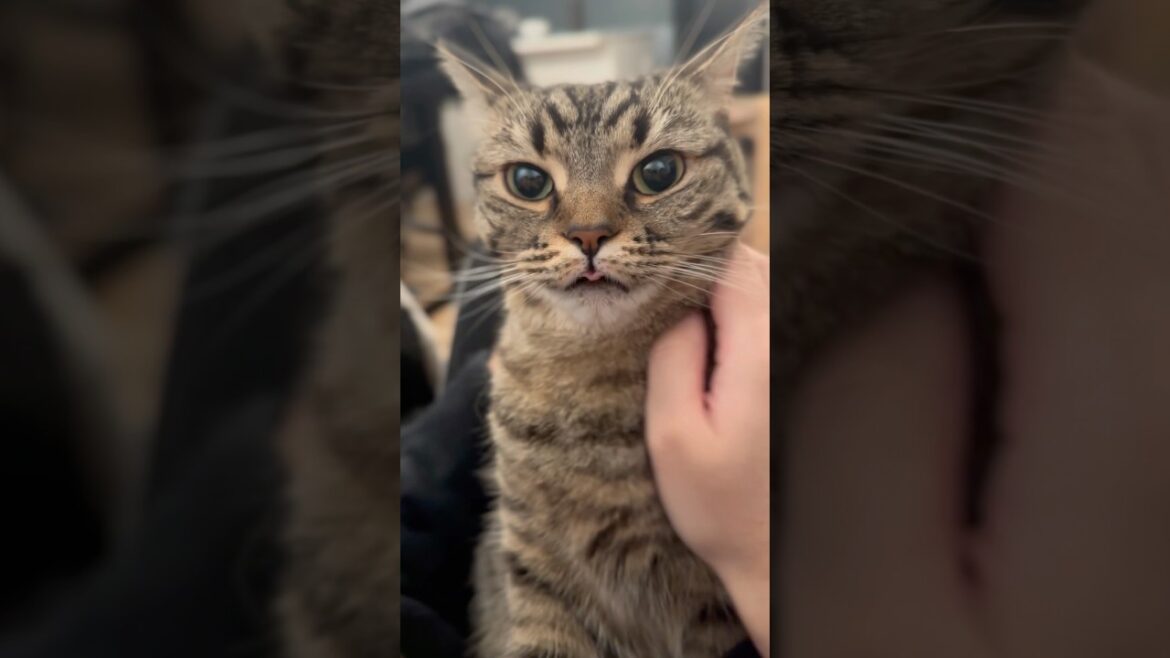 愛猫に一日中何してたか確認する飼主たちwww #shorts #猫 #cat 愛猫に一日中何してたか確認する飼主たちwww #shorts #猫 #cat