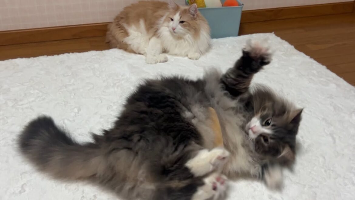 【バタバタ⁉︎】今日ものんびり、もふもふ過ごすもふ猫たち♡ノルウェージャンフォレストキャットとターキッシュアンゴラ