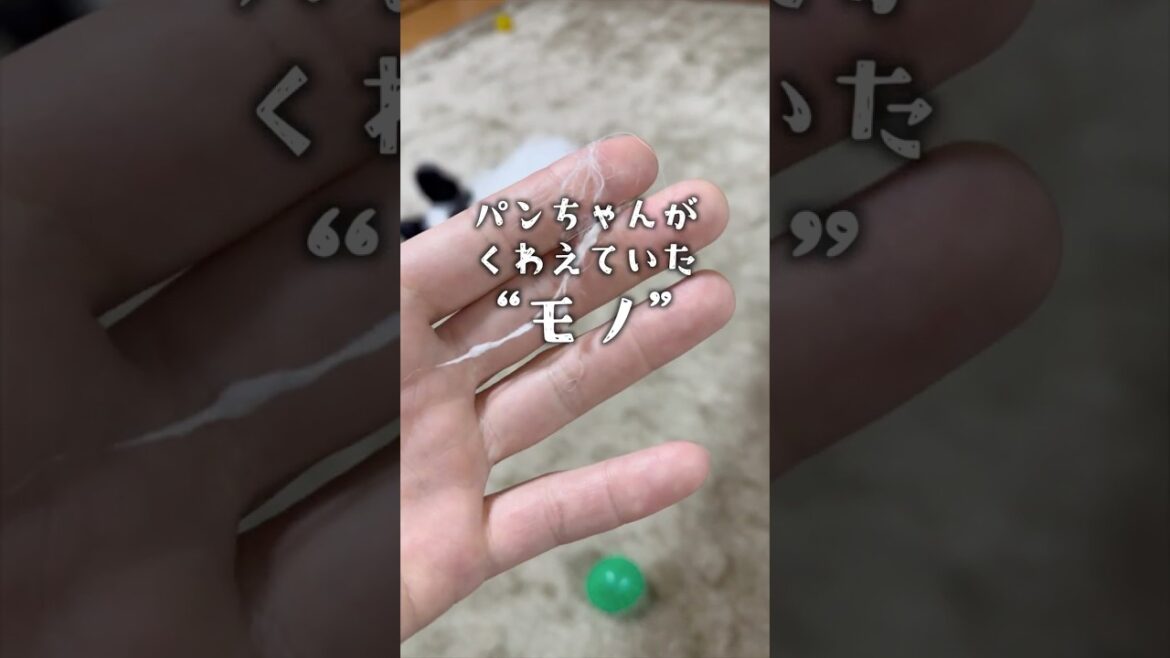 わんぱくな妹、毛をちぎる　 #パピヨン #papillon #可愛い#子犬お迎え