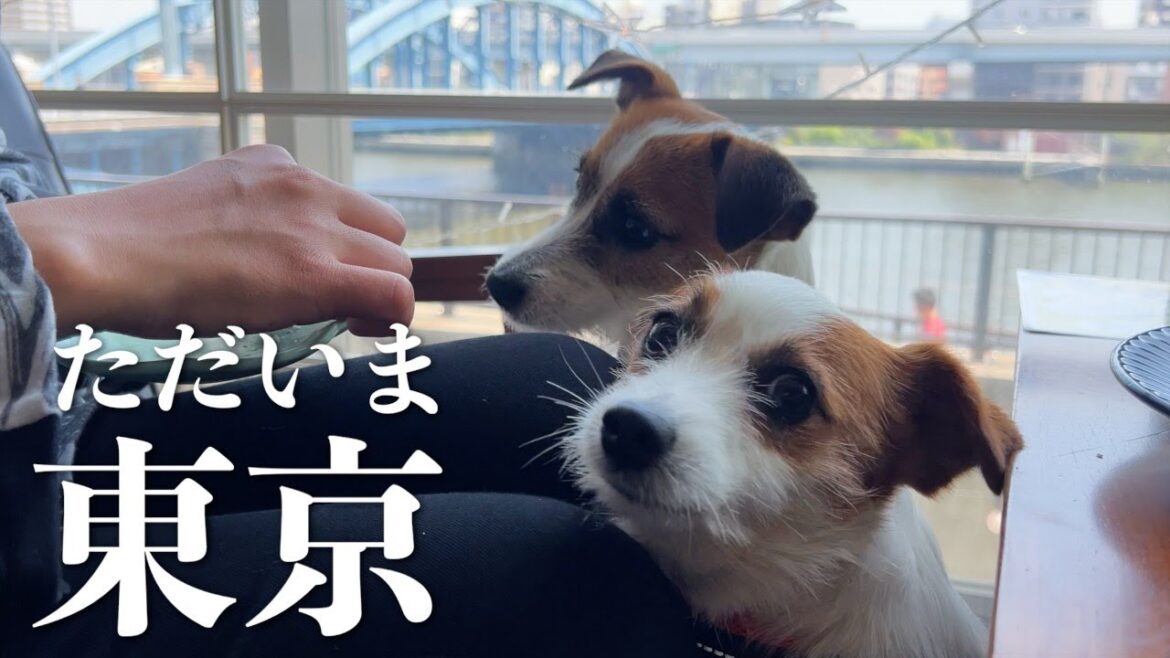 引越しを終えて東京に戻って懐かしの隅田川をお散歩した愛犬たち/ジャックラッセルテリア 引越しを終えて東京に戻って懐かしの隅田川をお散歩した愛犬たち/ジャックラッセルテリア