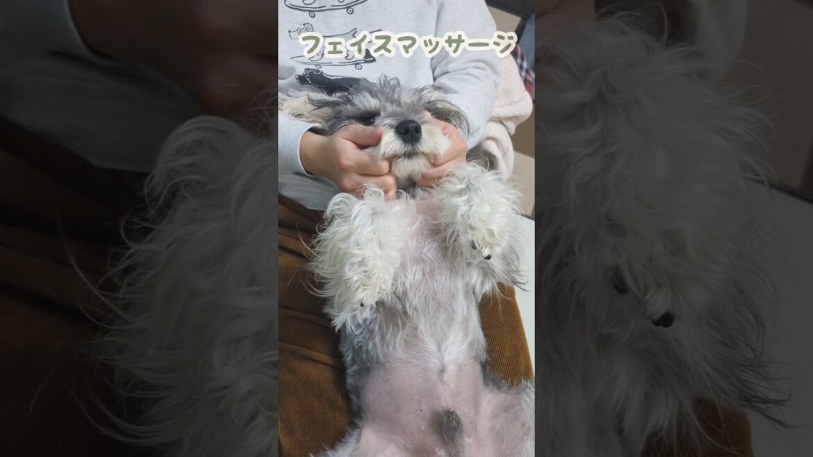 優雅にマッサージを受けるいぬ #miniatureschnauzer #schnauzer #dog #ミニチュアシュナウザー #シュナウザー #犬のいる暮らし