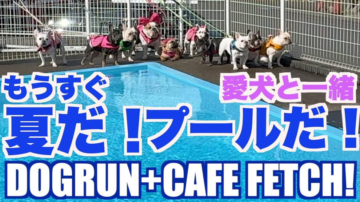 愛犬とスイミング 【 フレンチブルドッグ french_bulldog 】 DOGRUN+CAFE FETCH