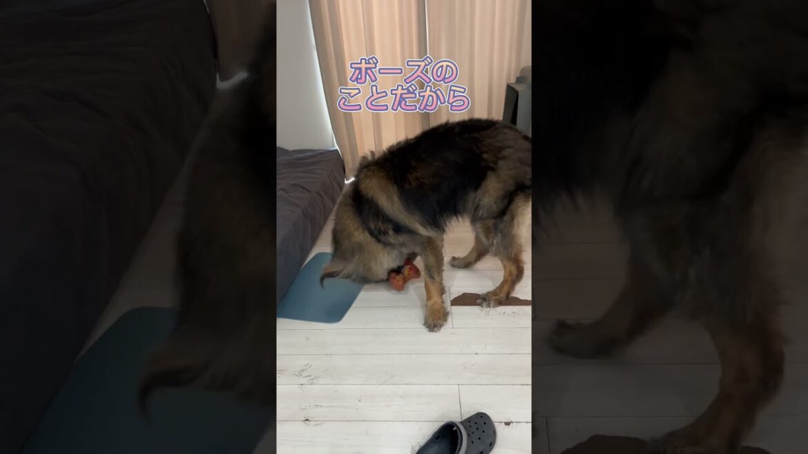 【超大型犬】　ショート お気に入り　Leonberger　レオンベルガー  #Shorts  #大型犬のいる生活 #モフモフ