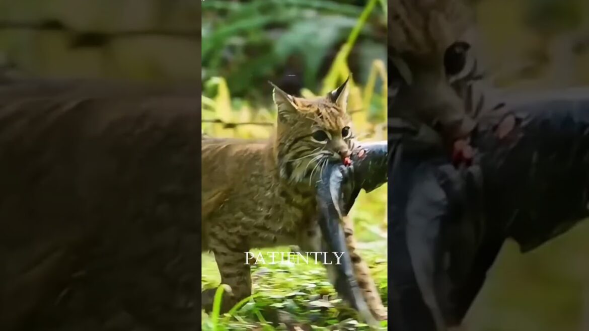 Learning from the Expert! #cat #catlovers