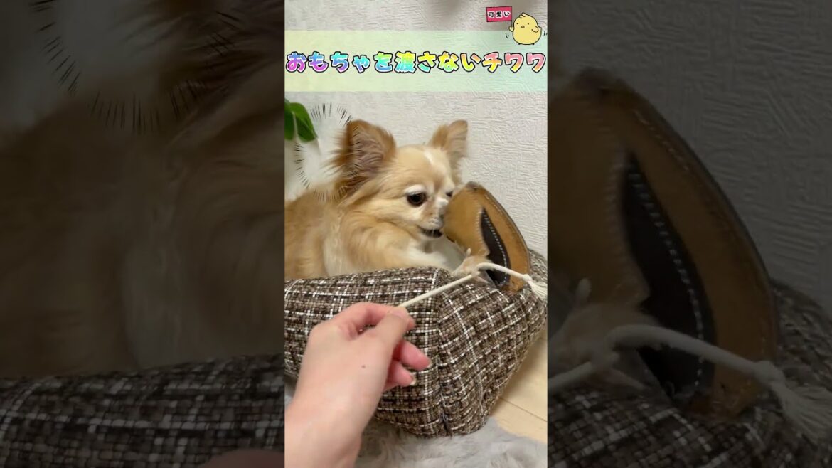 おもちゃを渡さないチワワ　#ロングコートチワワ　#犬 #犬好きさんと繋がりたい #犬と猫どっちも飼ってると毎日たのしい #多頭飼い