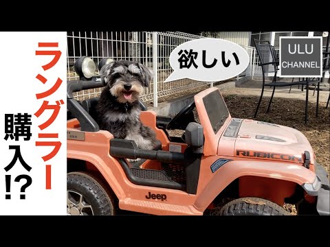 愛犬がJEEP購入検討!?【ミニチュアシュナウザー】 愛犬がJEEP購入検討!?【ミニチュアシュナウザー】
