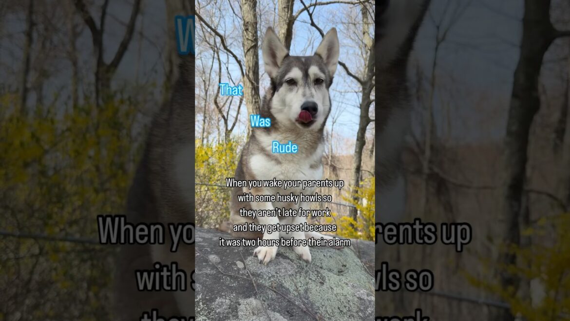 Who needs sleep when you have dogs? #shorts #husky #dog
