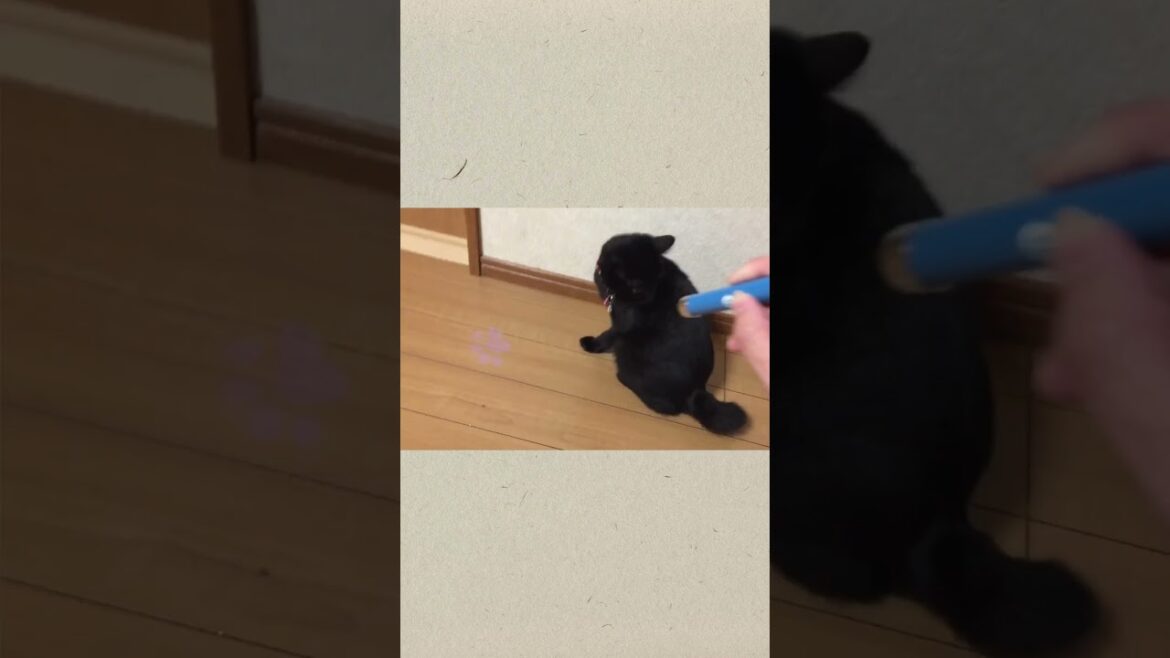 新しいおもちゃで遊ばせてみた『ちー』③ #blackcat #pointer