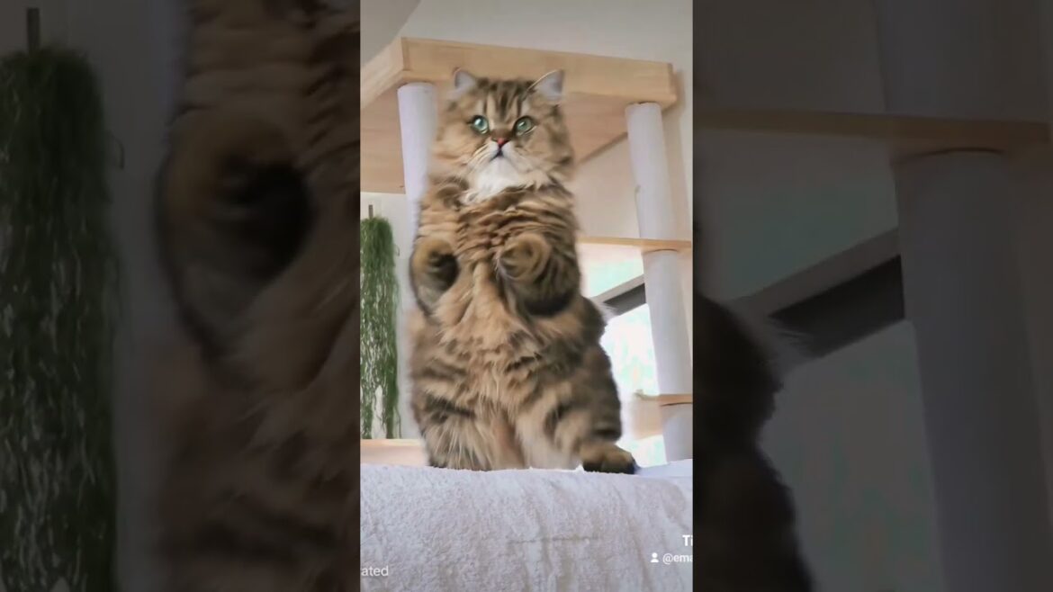【猫のいる暮らし】#cat #ペルシャ #猫 #スコッティッシュフォールド #ai