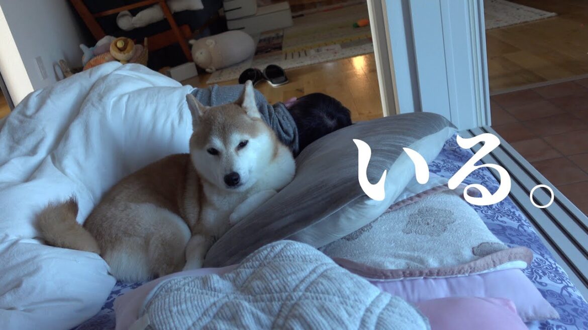 柴犬が実家からきた！お泊まり会の翌朝‥意外な場所にいました。