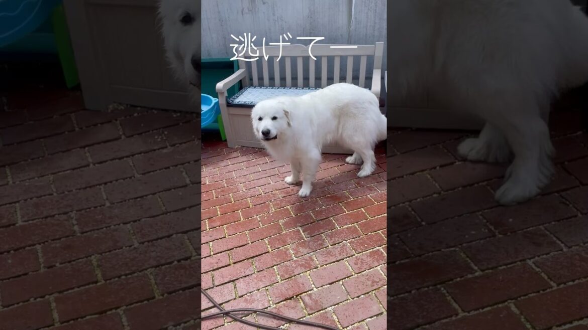 だんだん近づいてくる😂　　　　　　　　　　#greatpyrenees #大型犬のいる生活 #グレートピレニーズ