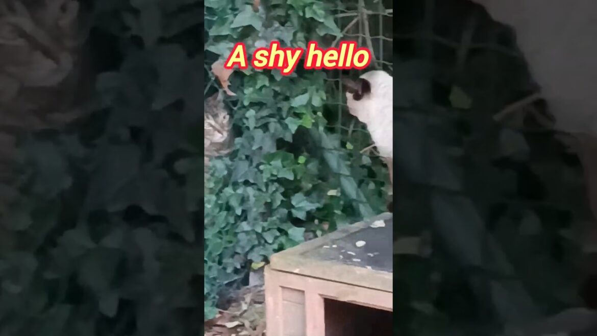 シャム猫とキジトラのご対面 A Shy First Encounter: Siamese Cat Meets Tabby