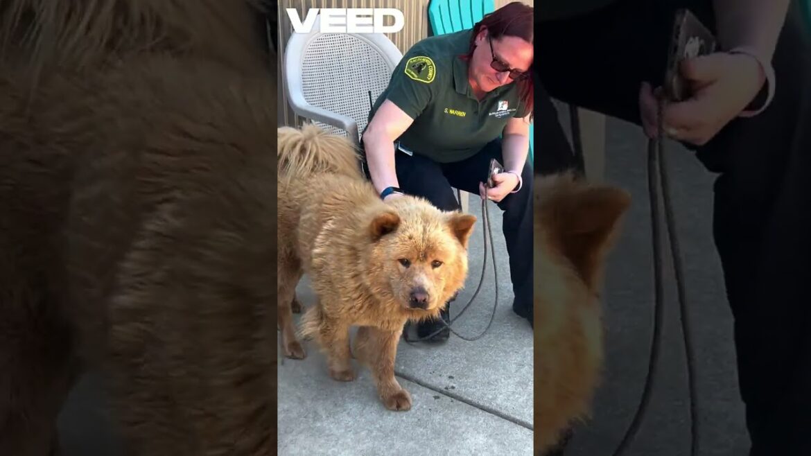 Chow Chow Needs rescue! A883286 #chowchow #rescuedog #bradshawshelter