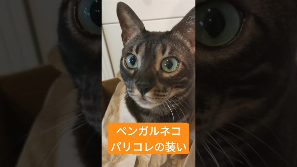 ベンガルネコのアリシアのパリコレウォーク #vogue #ベンガルネコ #cat #bengalcat