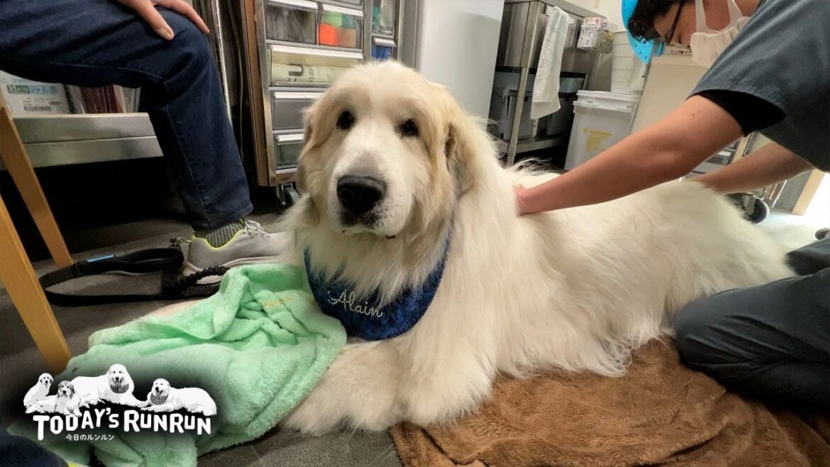 鍼灸は気持ちいいけれど注射はやっぱり苦手なアランです　Great Pyrenees　グレートピレニーズ