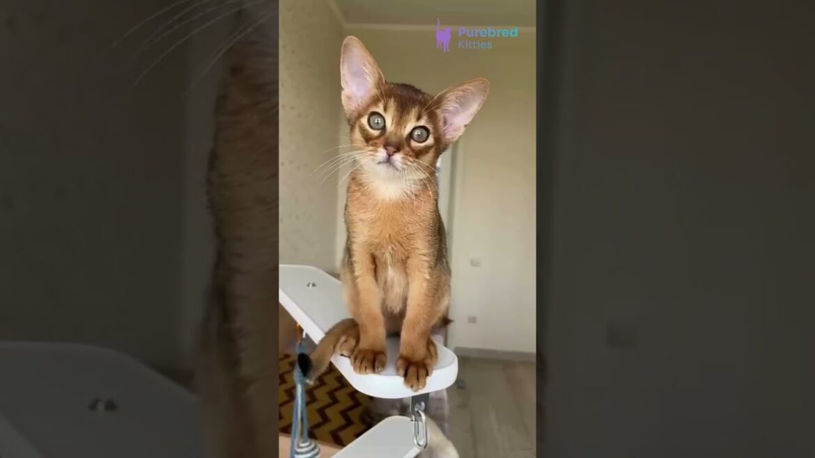 Adopt Kaputal – Ruddy Abyssinian Kitten 🐆 Exotic Looks & Endless Energy! #abyssinian #abyssiniancat