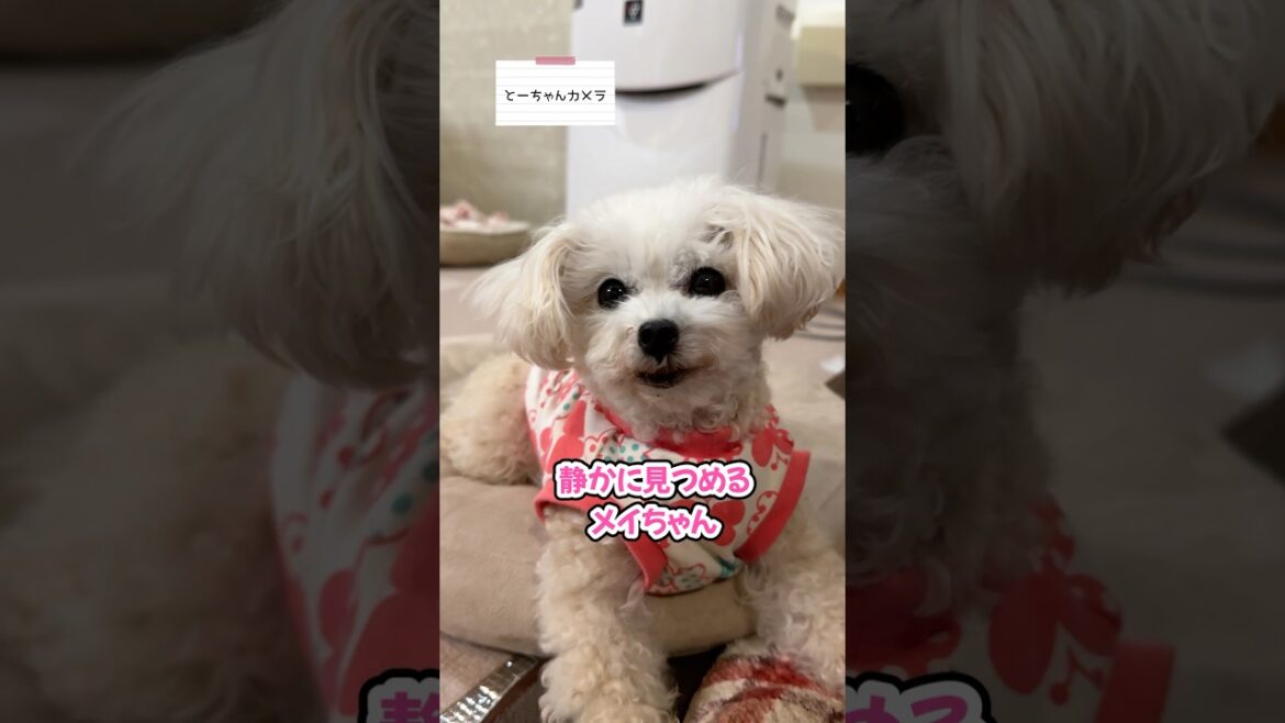 このプレッシャーに勝てる人いる? #shorts #トイプードル #可愛い犬 このプレッシャーに勝てる人いる? #shorts #トイプードル #可愛い犬