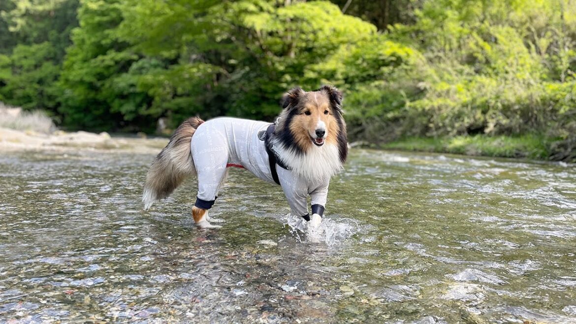 【シェルティ】川遊び満喫しました🐟we enjoyed playing in the river