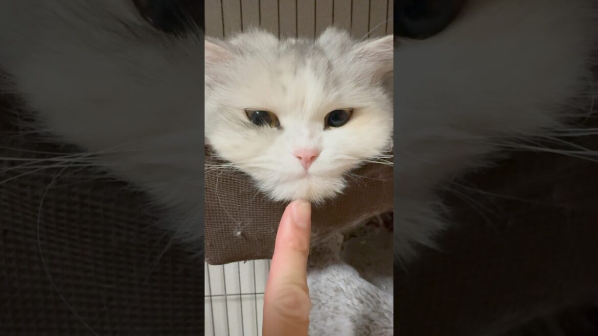 リラックスするとしゃくれちゃう美猫スコティッシュフォールド😂　#shorts #スコティッシュフォールド