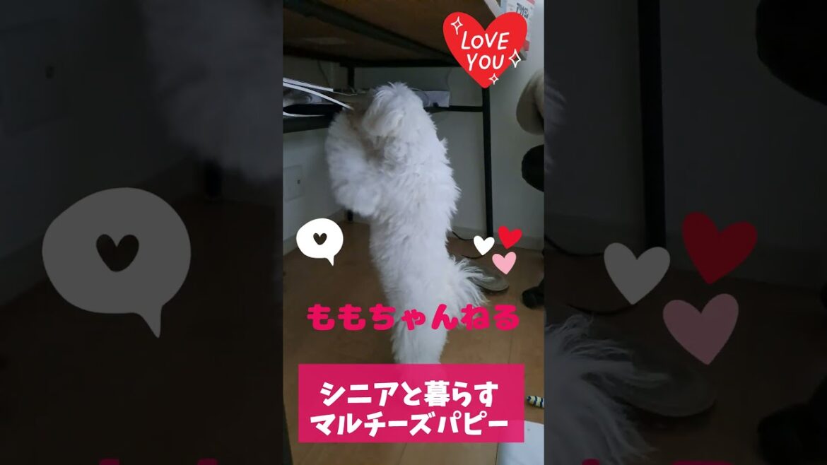 ＃ももちゃんねる＃たつ＃カミカミ＃洗濯物＃タオル＃シニアと暮らすマルチーズパピー＃シニア #マルチーズ＃犬＃噛む＃引っ張る #puppy #犬のいる生活 #ペット