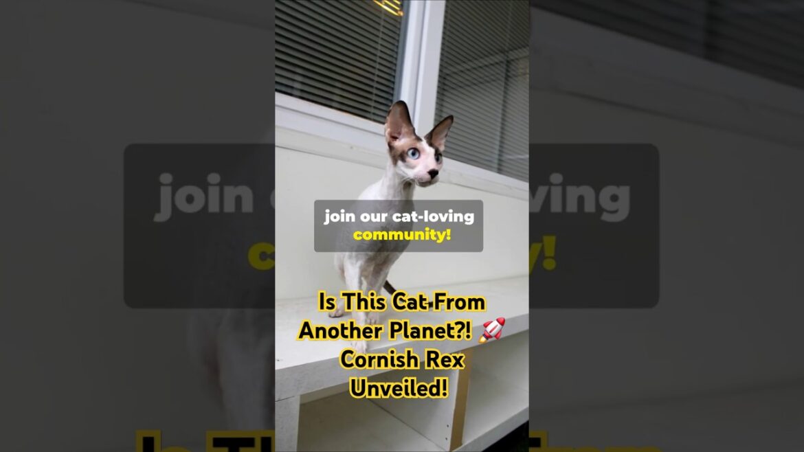 The Cornish Rex: Curly Coat and Big Ears! #amazing #facts #cat #catlover #didyouknow #catshorts The Cornish Rex: Curly Coat and Big Ears! #amazing #facts #cat #catlover #didyouknow #catshorts