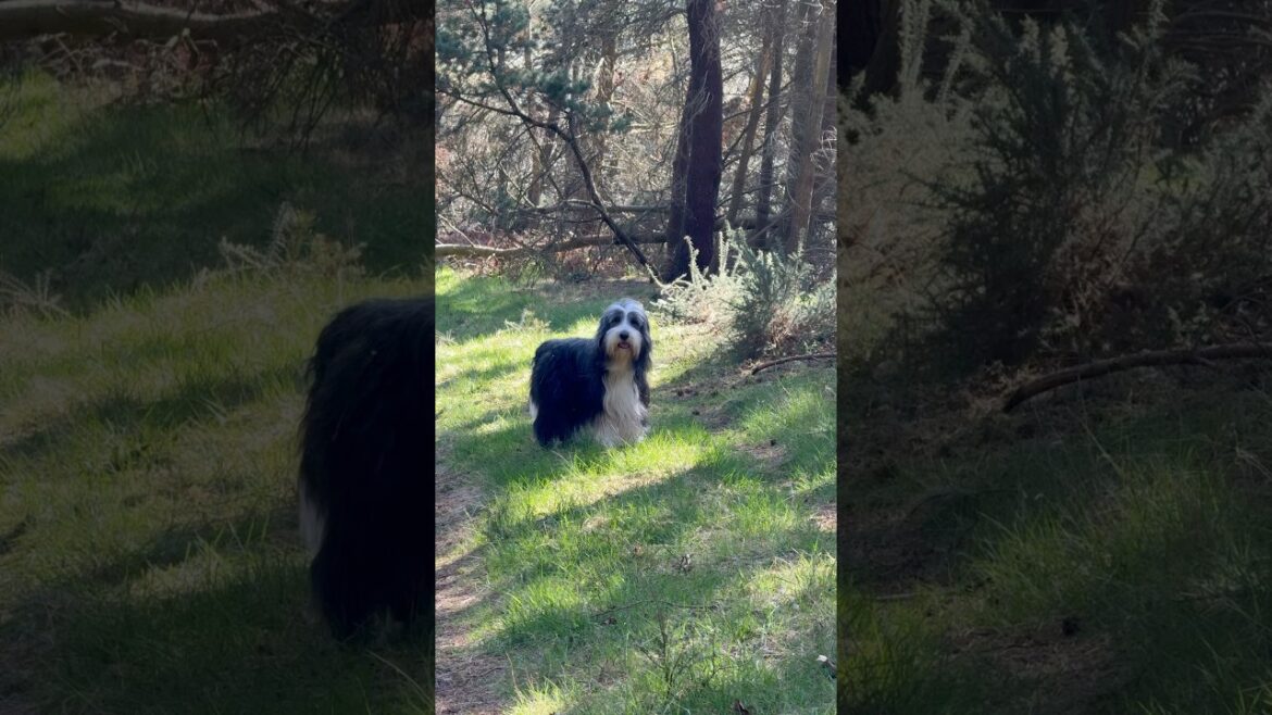 A stroll in the woods! #dog #collie #beardedcollie #dogwalk #shorts