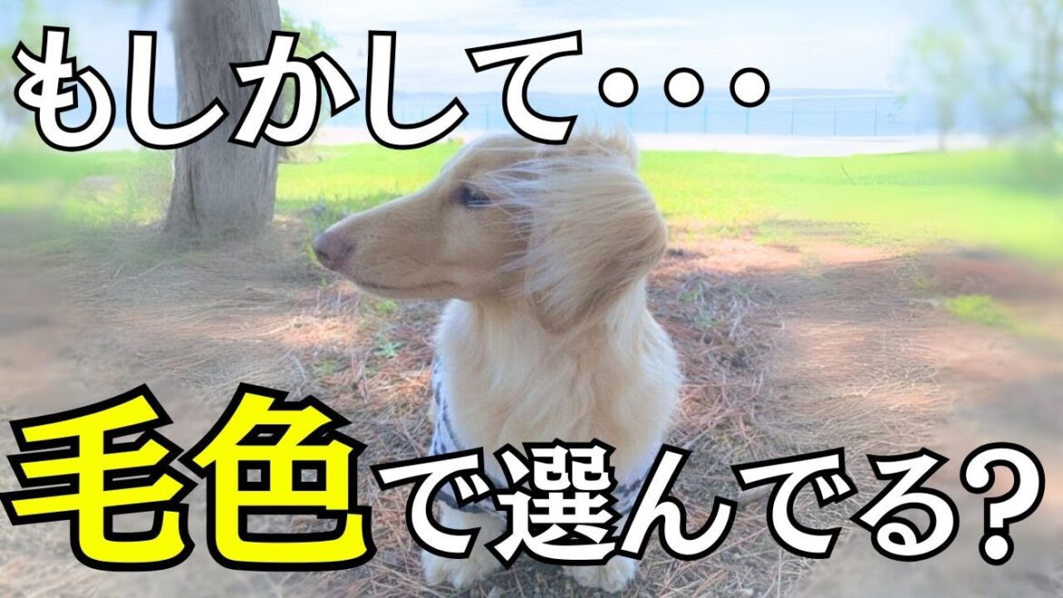 【禁止】ダックスフンドを毛色だけで探すと後悔する！迎える前の注意事項5つ