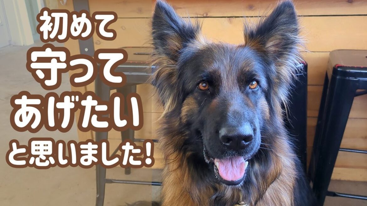 【ジャーマンシェパード】体力も勝気さも少し落ちたけれど、まだまだ元気で楽しく暮らしてます😊