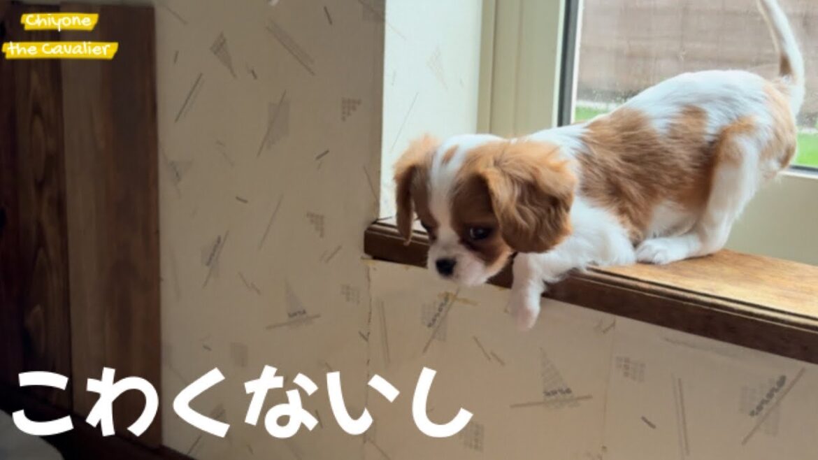 【子犬のお迎え、その後】よちよち無双！ 掃除機から必死に隠れる姿がかわいすぎた回顧録 #2 【北海道暮らし キャバリア】