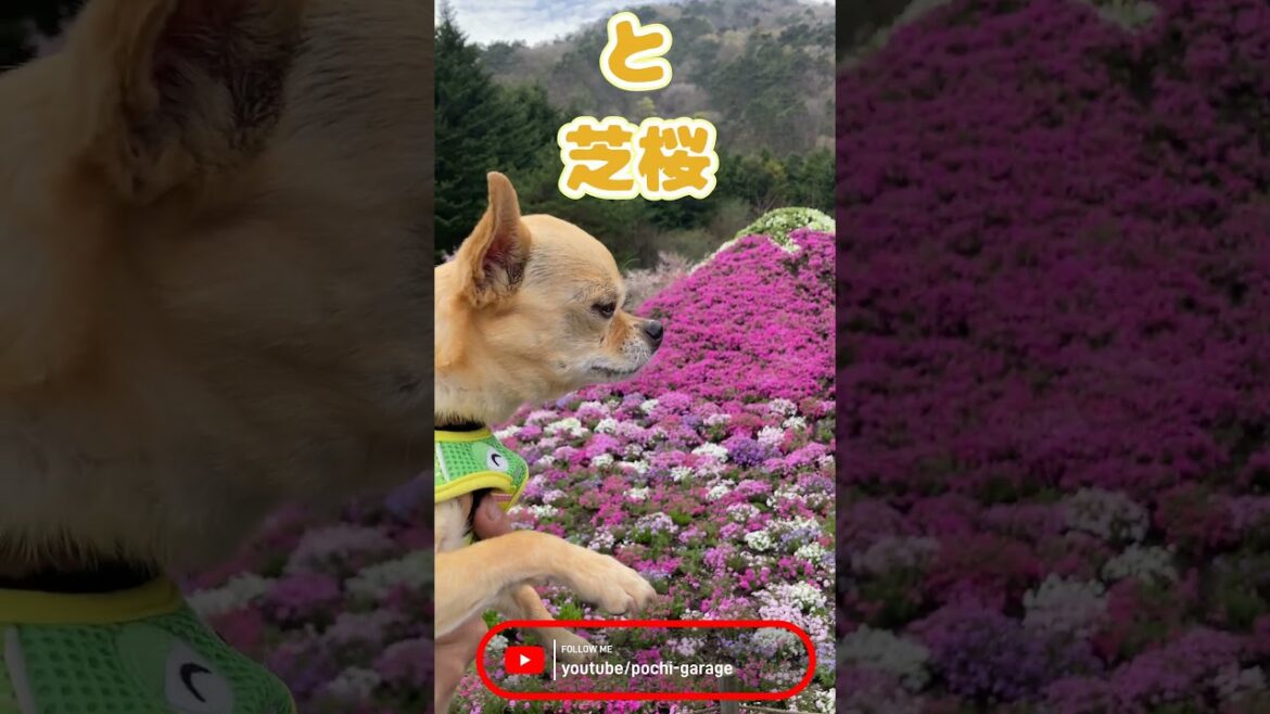 肩乗りスムースコートチワワ 三太くんと芝桜@富士芝桜まつり #Shorts #dog