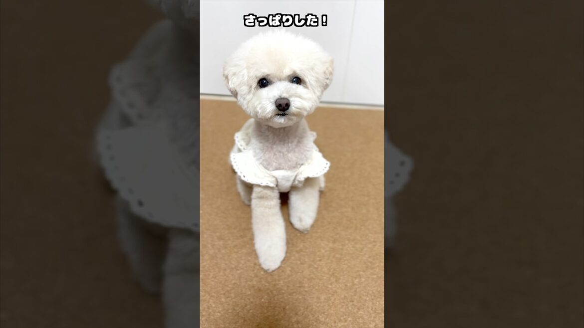 三桜たんさっぱり変身♪ #犬 #トイプードル #かわいい #トイプードルの虎太郎三桜 #癒し #といぷーどる #こたみお