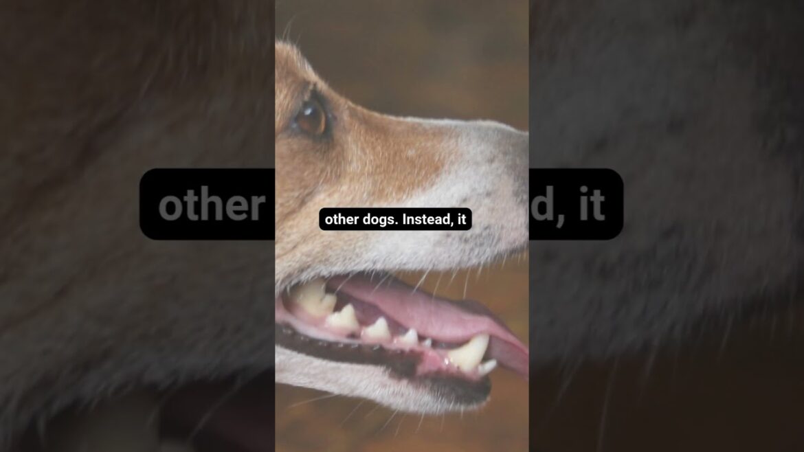 The Basenji is a very unique dog breed