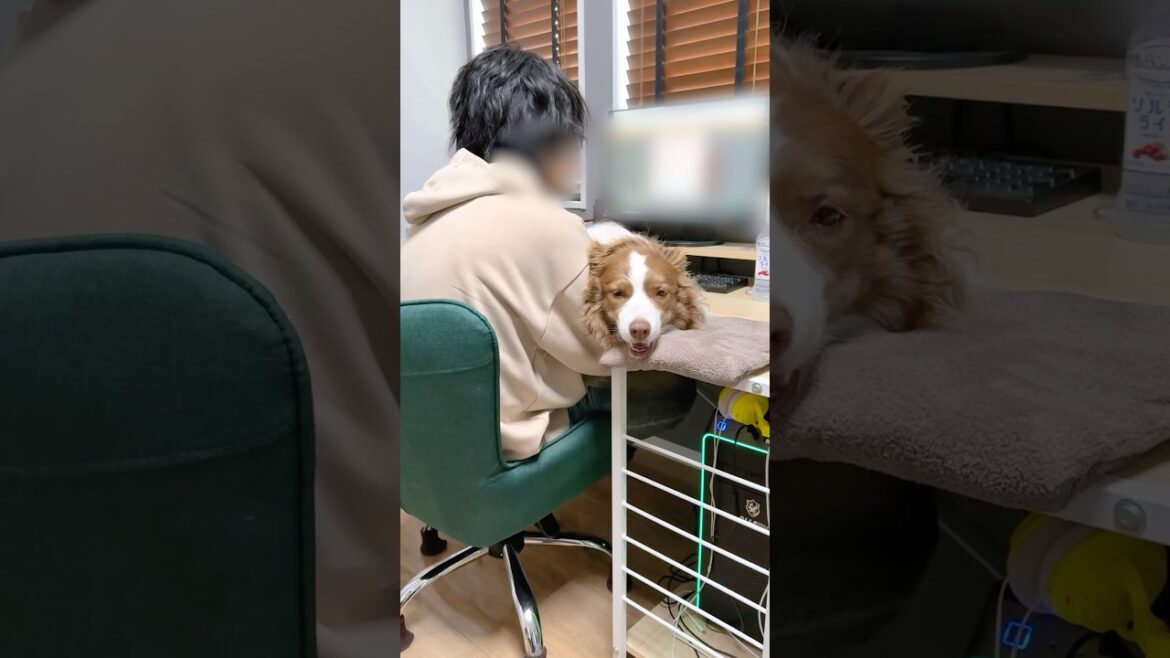 自分の大きさをわかっていない甘えん坊な犬が可愛い😂【ボーダーコリー・オーストラリアンシェパード】#shorts
