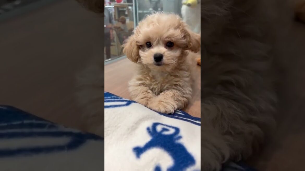 ペキニーズとマルチーズのカワイイMIXちゃん♥🐩【横浜ペットショップ ベルドック】#shorts #犬のいる暮らし #ペキニーズ #マルチーズ
