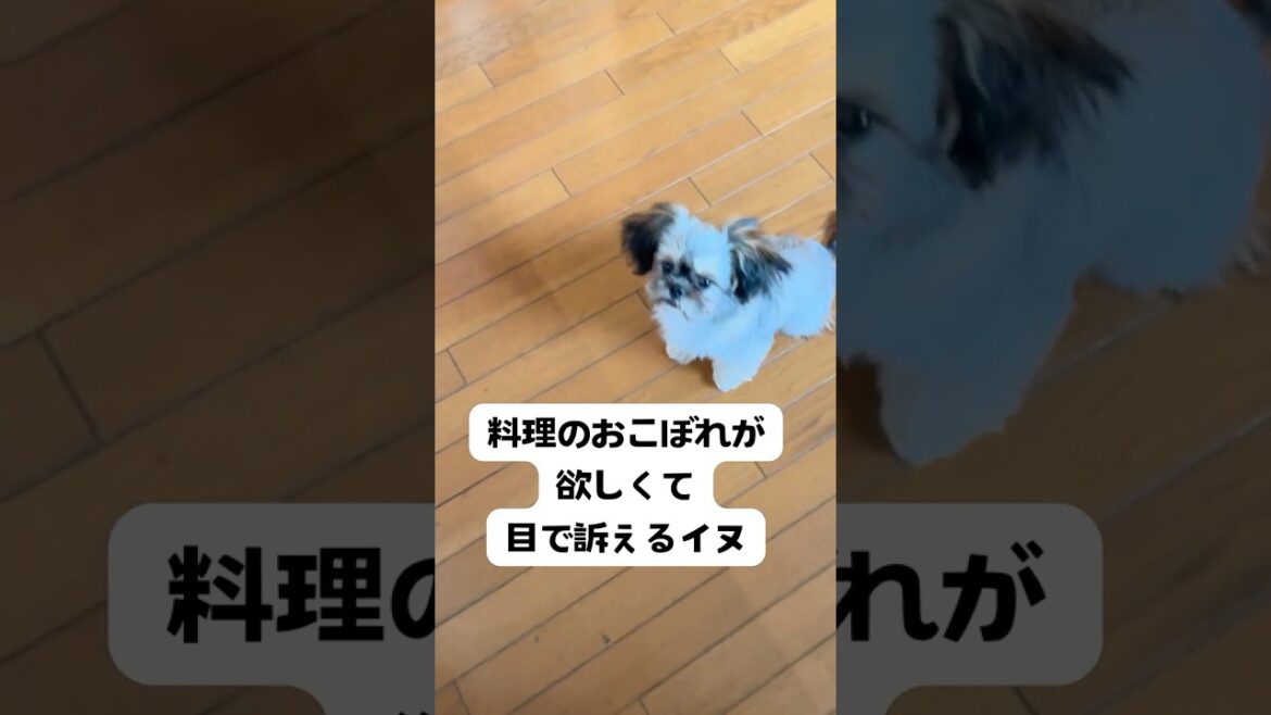 料理のおこぼれを貰いに来るイヌ