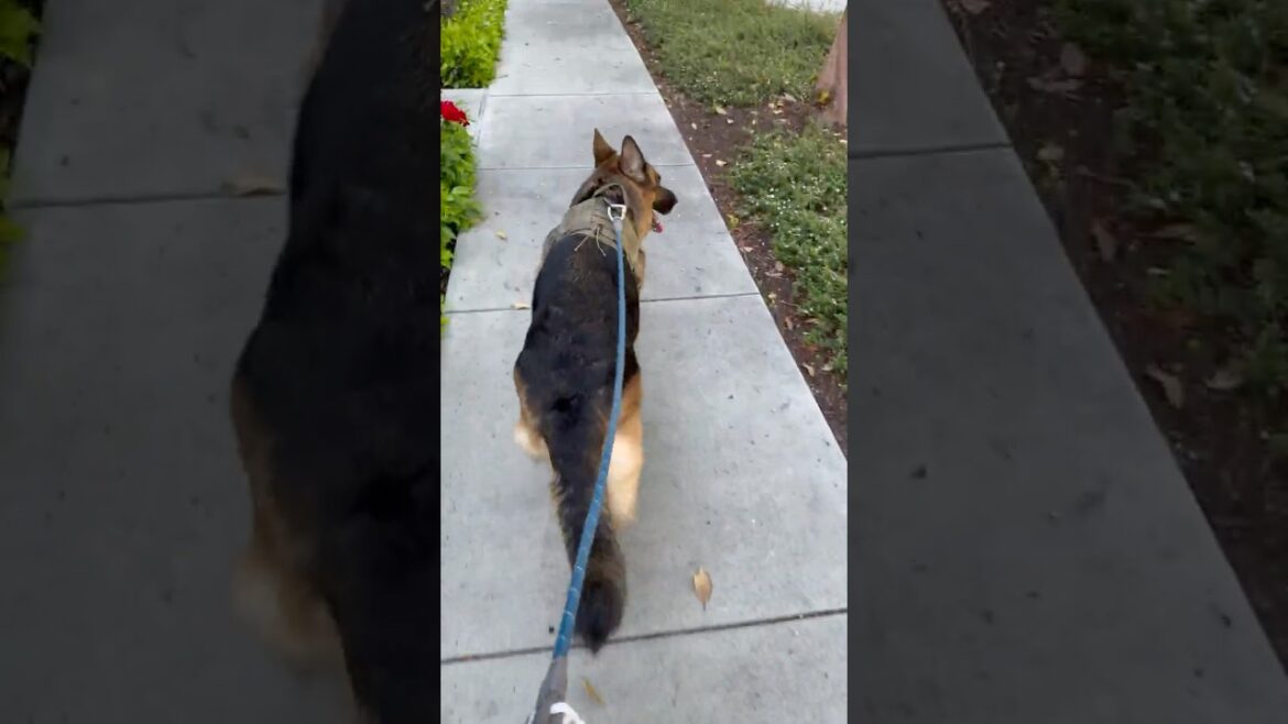 Where Are You Taking Me #germanshepherd #gsd