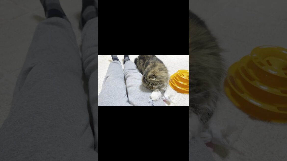 [Short] 😻Will Elle make up with her dad? Elle video No.S356