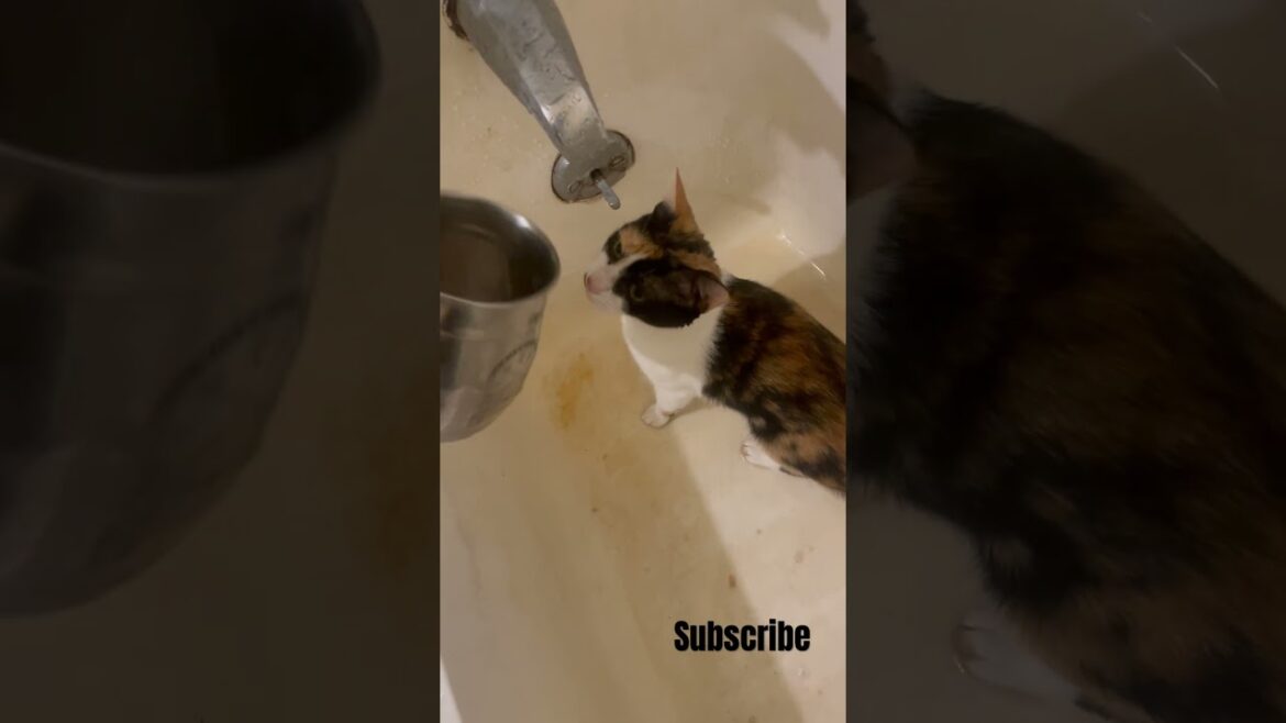BB went crazy on the water crazy manx water kitten. #bathingwater #cat #kitten #cutecat #funny #cute