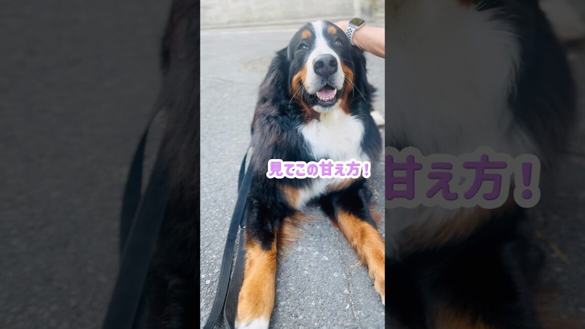 優しいご夫婦に出会えたバーニーズ🐾