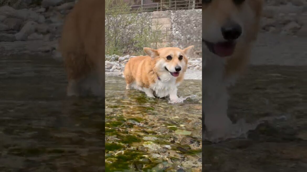 浅瀬から上がってくるコーギー / A corgi is coming out of the shallows. #コーギー #corgi #サクラ