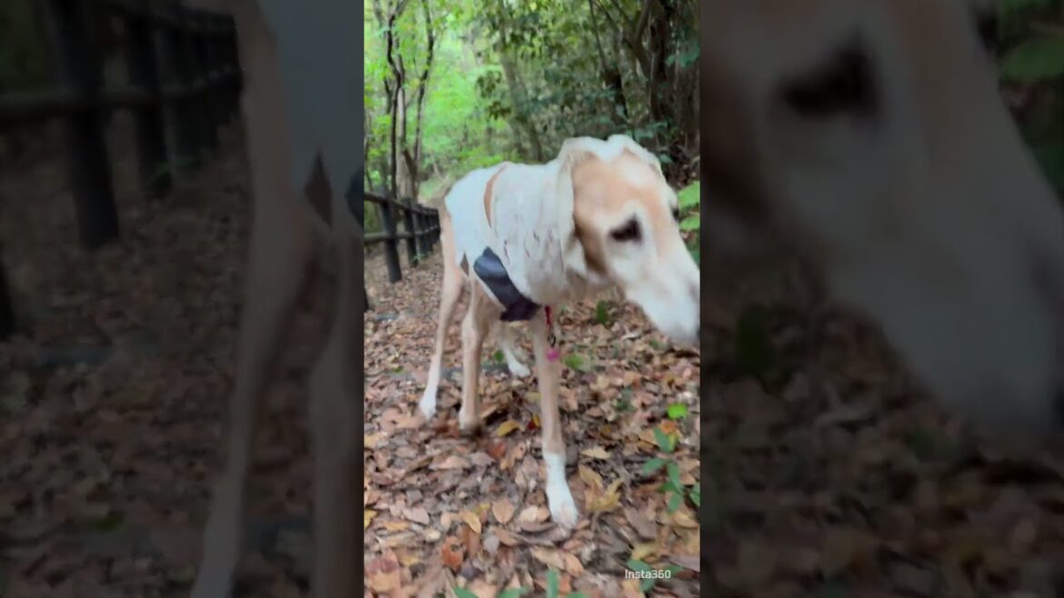 ファティマ15歳　こどもの日　のんびりお散歩 #saluki #サルーキ #大型犬のいる生活