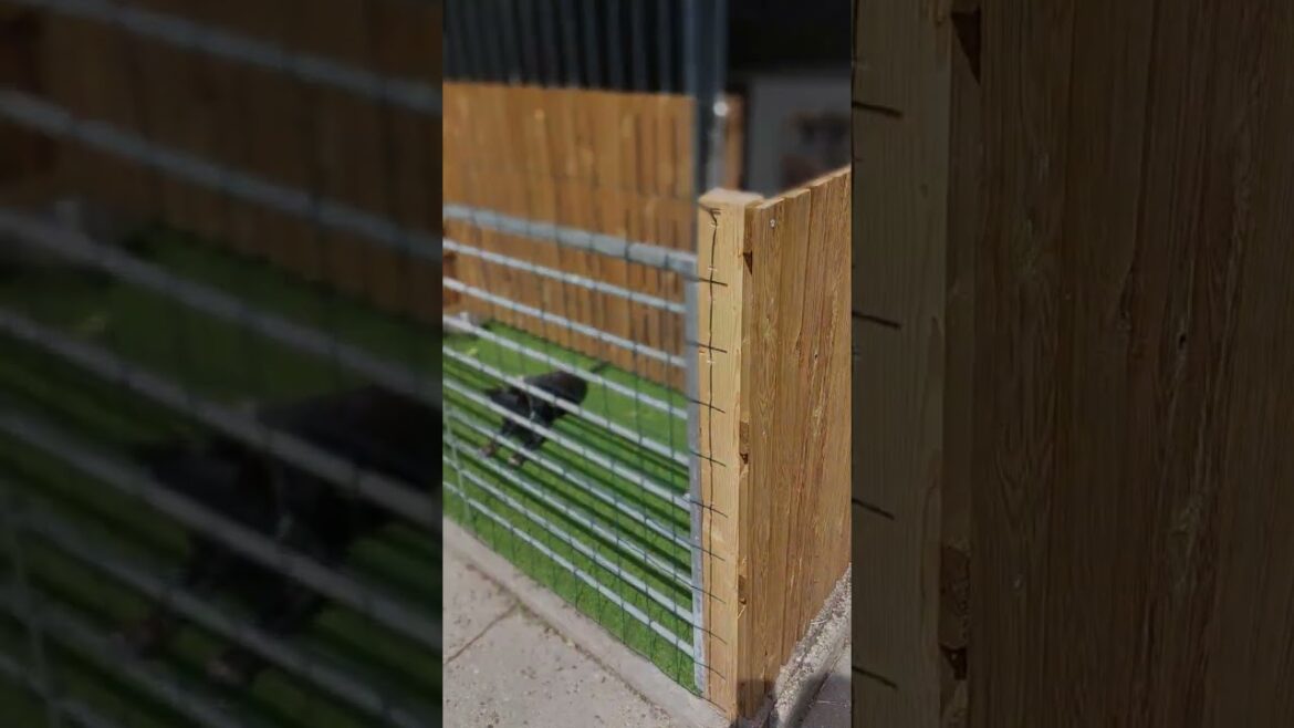 Amerikaanse staffordshireterriër Angel en Amerikaanse pitbull terriër Ace Relax