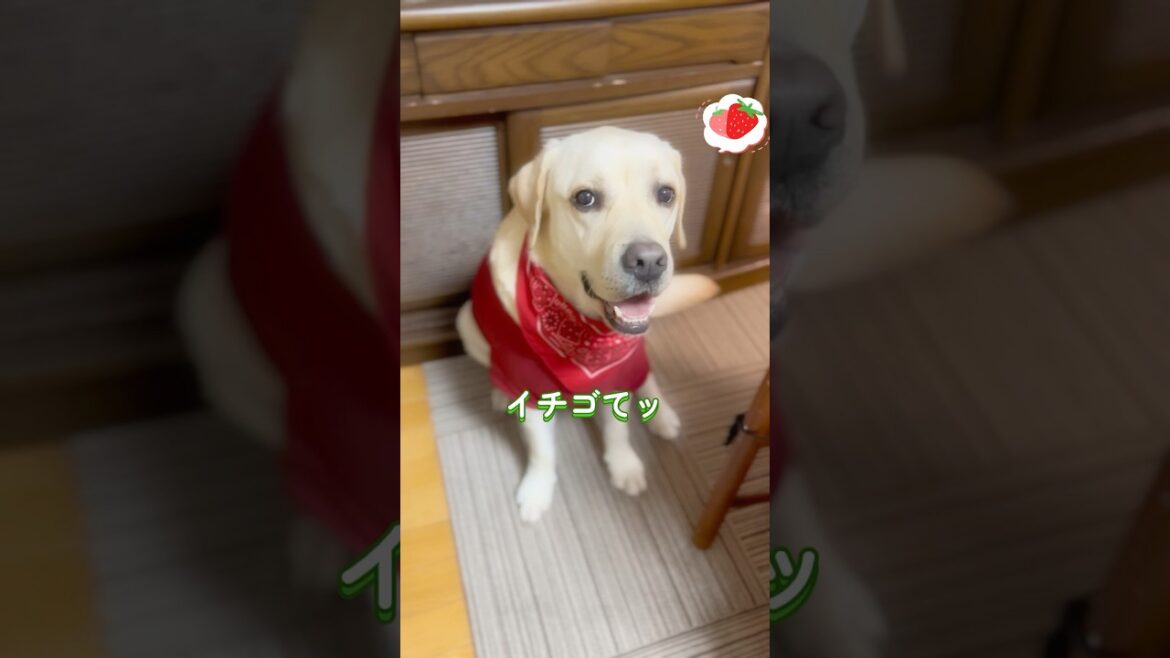 苺は大好物たいッ🐶🍓💕 最後はパピーん時の乗せ乗せチャレンジとです✨#トニー #冷蔵庫の番人